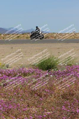 media/Mar-12-2023-SoCal Trackdays (Sun) [[d4c8249724]]/Turn 15 Inside Bloom (130pm)/